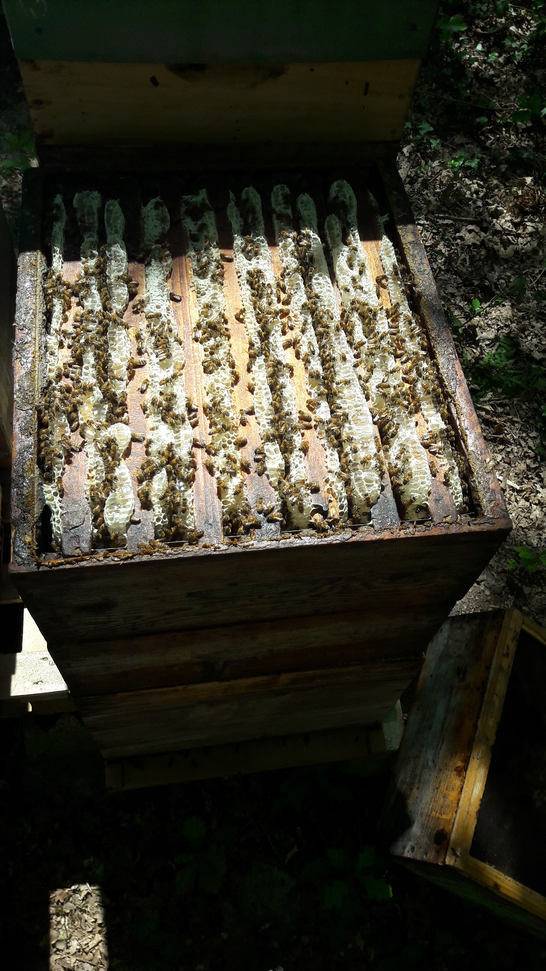 Miel d'Acacia Le Rucher de la Vilaine 500g