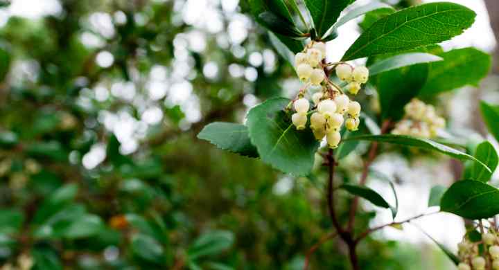 Fleurs d'Arbousier