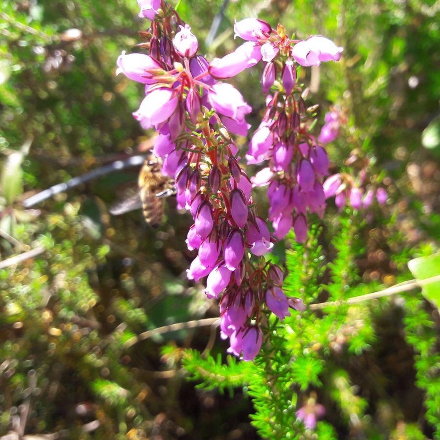 Abeille butinant une fleur de bruyère