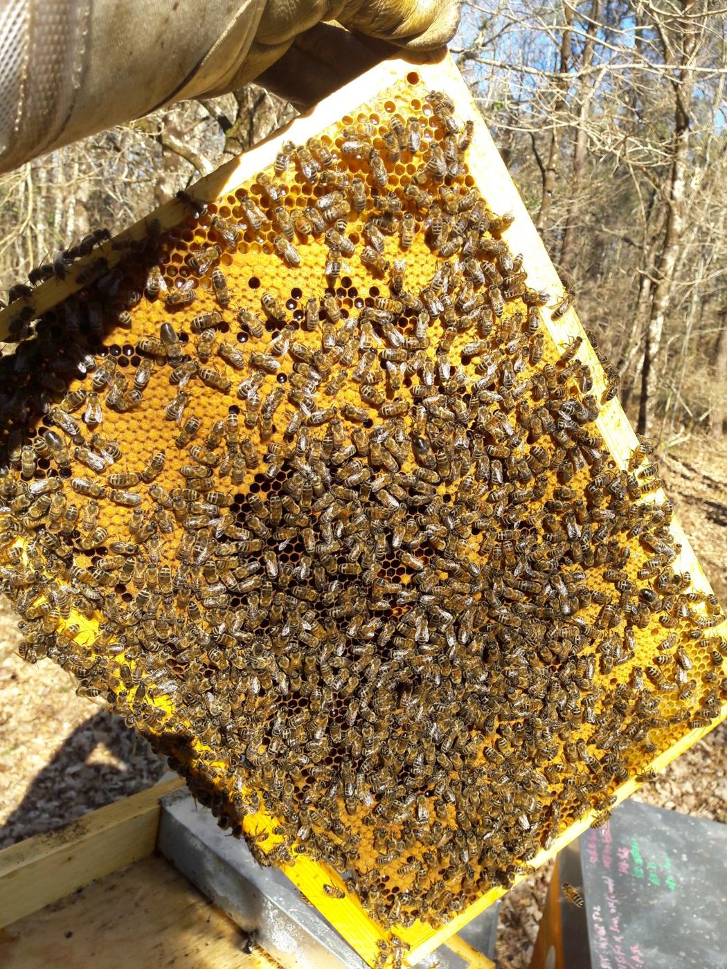 Cadre couvert d'abeilles, avec du couvain et du miel
