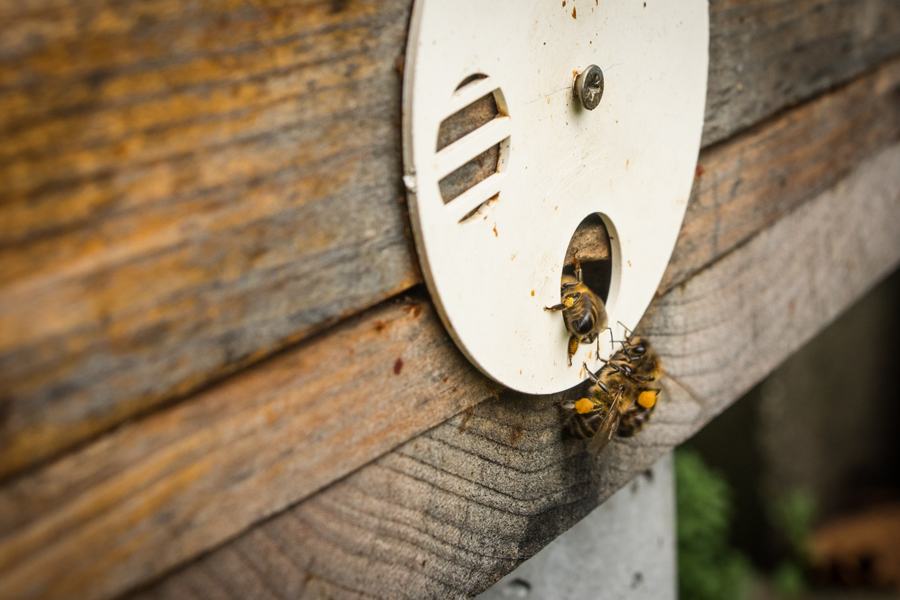 Abeilles à l'entrée d'une ruche en bois
