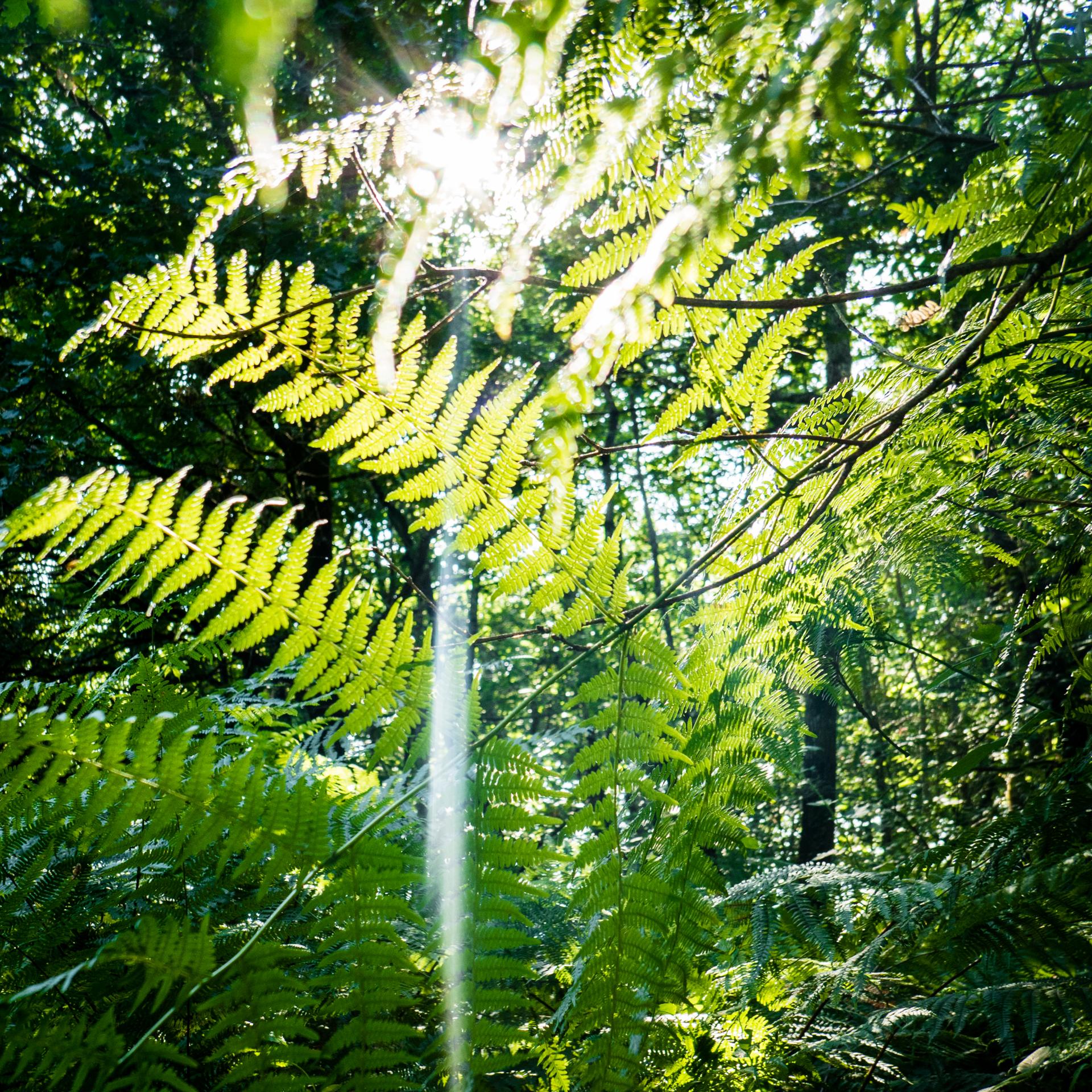 Fougères à contre-jour dans un sous-bois