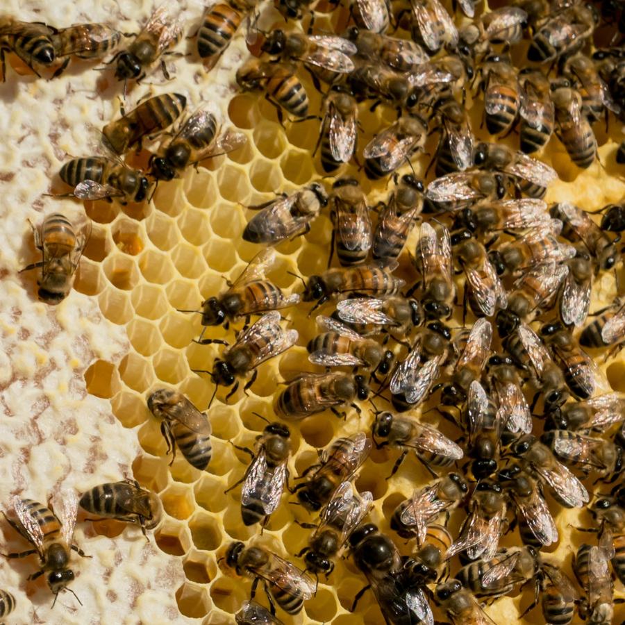 Abeilles sur un rayon de miel en partie operculé