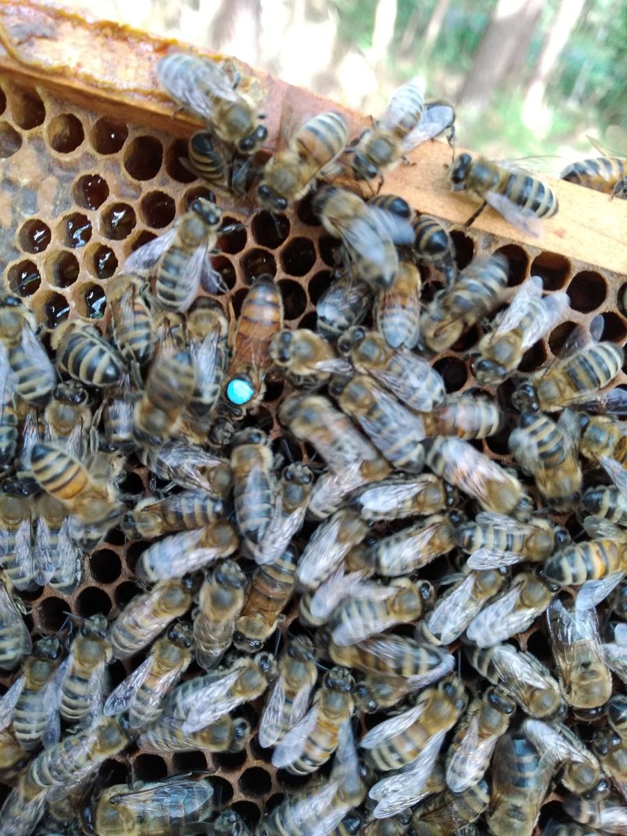Reine marquée d'une pastille, entourée de ses abeilles sur un cadre